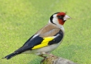 Птах щиглик: 110 фото і відео основних видів і особливості їх забарвлення